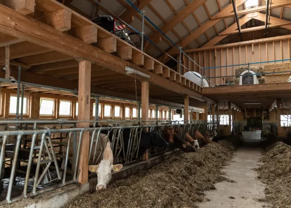 Neubau Scheune Mutterkuhhaltung Untere Knubelhütte im Eggiwil. Das Haltungssystem sollte den Anforderungen der unterschiedlichen Tierhaltungsgruppen genügen: Kälber in verschiedenen Altersstufen, Mutterkühe in den unterschiedlichsten Trächtigkeitsstadien (falls keine Blockabkalbung erfolgt), Deckbullen, Nachzucht