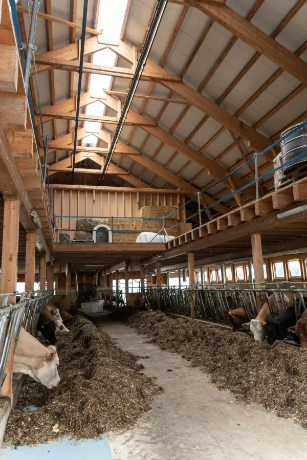Neubau Scheune Mutterkuhhaltung Untere Knubelhütte im Eggiwil. Das Haltungssystem sollte den Anforderungen der unterschiedlichen Tierhaltungsgruppen genügen: Kälber in verschiedenen Altersstufen, Mutterkühe in den unterschiedlichsten Trächtigkeitsstadien (falls keine Blockabkalbung erfolgt), Deckbullen, Nachzucht